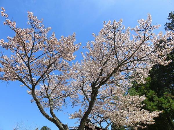 高野山の標高