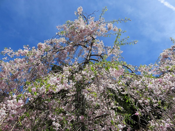 高野山小辺路ルートの桜