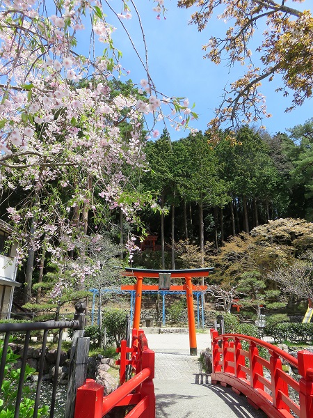 熊野古道小辺路朱色の鳥居と桜