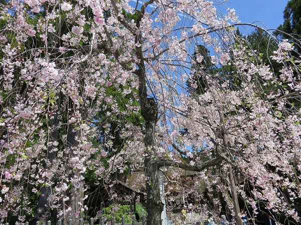 高野山のお寺