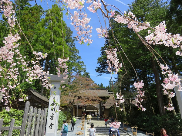 熊野古道小辺路桜