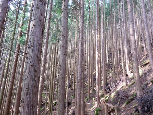 伯母子岳・三浦峠の登山道