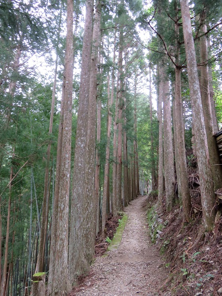 雰囲気の良い小辺路縦走の様子