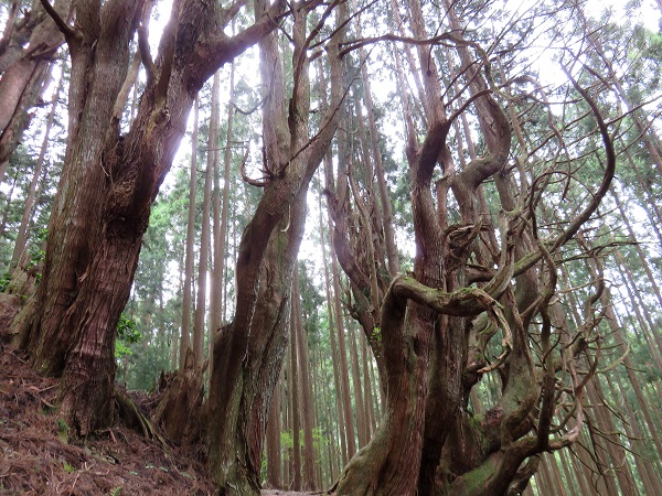 吉村家跡防風林