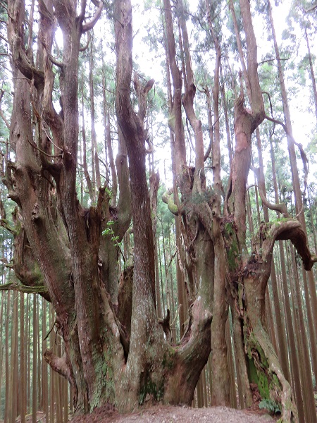 防風林の大きさ