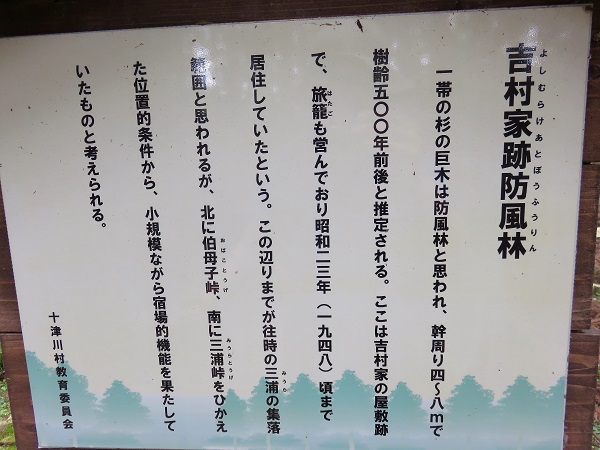吉村家防風林の説明
