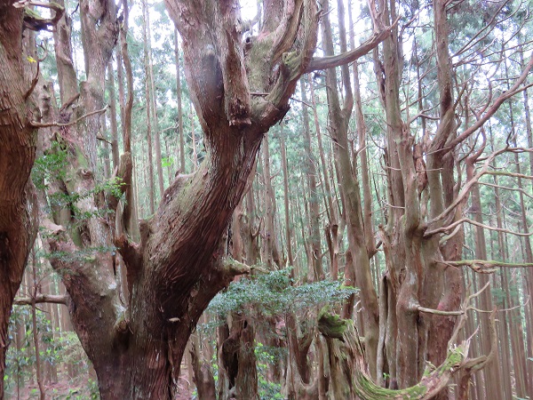 熊野古道の巨木n