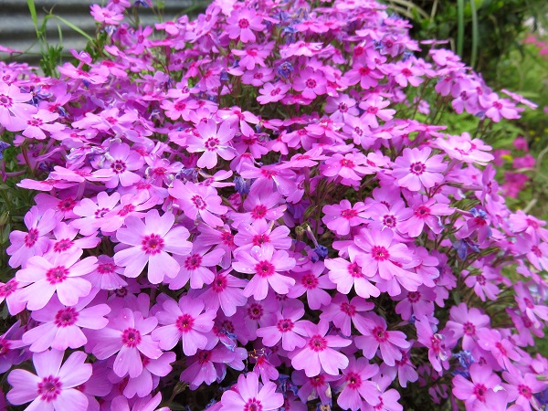 芝桜が満開の様子