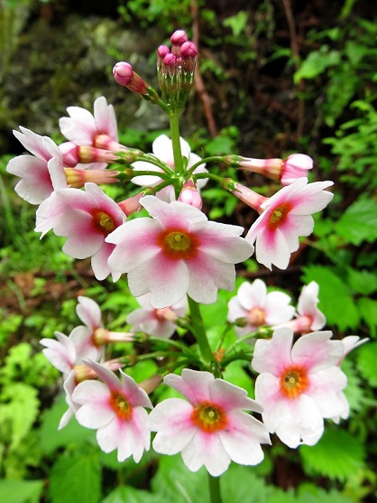 入川渓谷沿お花クリンソウ