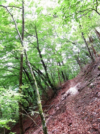 黒岩尾根は癒しの登山道