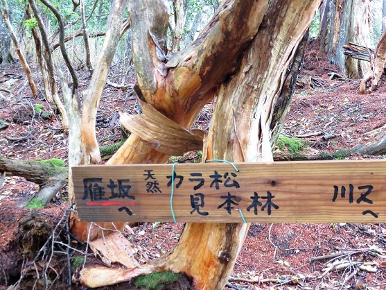 黒岩尾根天然のカラ松の見本林