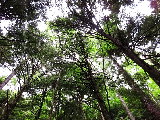 天然の落葉松黒岩尾根