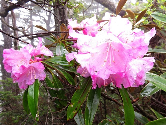 シャクナゲの花甲武信ヶ岳周辺