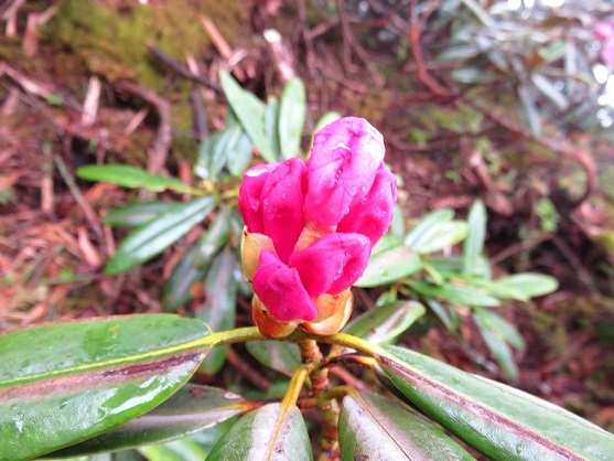 登山の脇にはシャクナゲの蕾