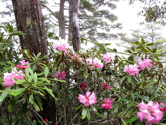 十文字小屋へ向かっていると多くのシャクナゲの花