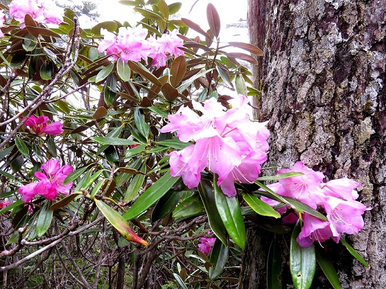 シャクナゲの花の当たり年