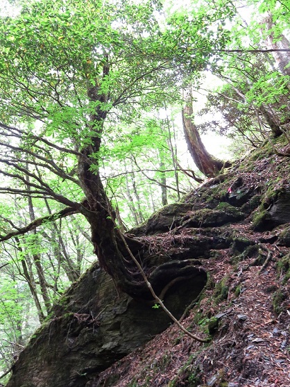 柳避難小屋登山道様子