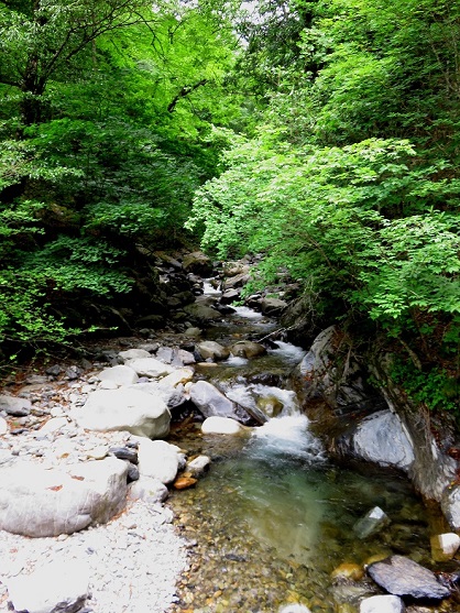 真ノ沢吊橋森も綺麗ですが、水はもっと綺麗