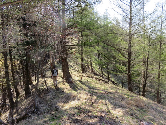 八幡尾根薮のない登山道