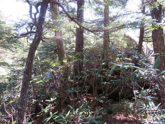 八幡尾根のルート激藪
