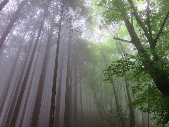 稲村岩尾根の幻想的な空間