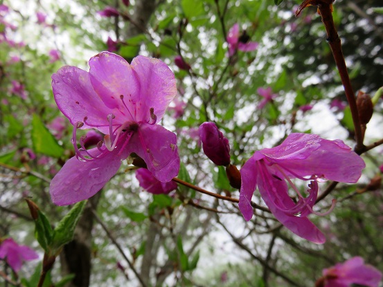 鷹ノ巣山周辺のツツジ開花状況