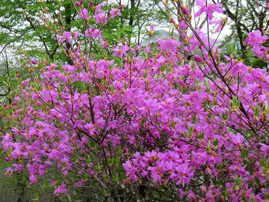 鷹ノ巣山の山頂のツツジ