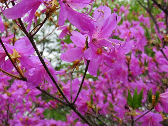 満開なツツジの花