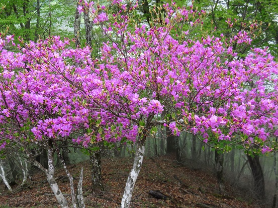 鷹ノ巣山はツツジの花が多い
