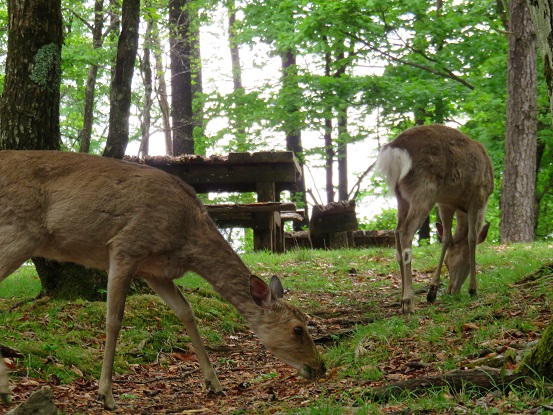 千本ツツジの草を食べる鹿