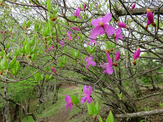 千本ツツジの開花情報