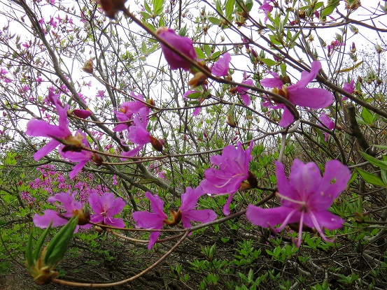 千本ツツジの開花の様子