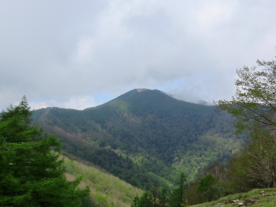 千本ツツジから目指す雲取山遠望