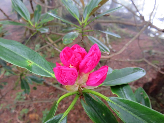 芋ノ木ドッケの石楠花