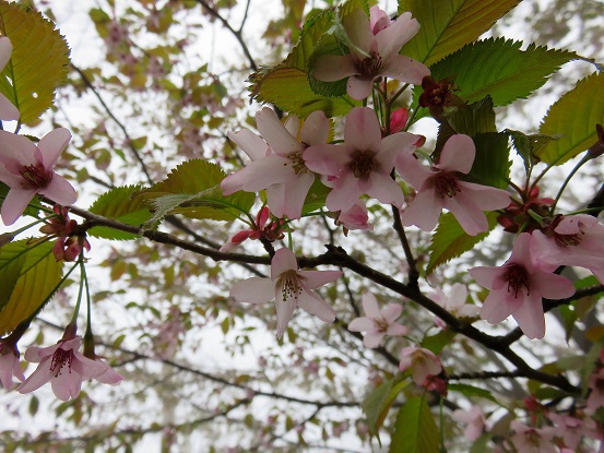奥多摩の山桜
