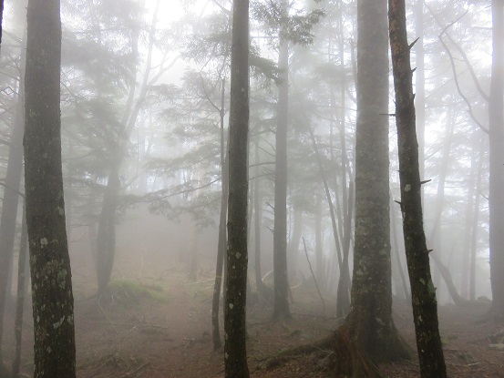 ガスに包まれた長沢背稜の登山コース