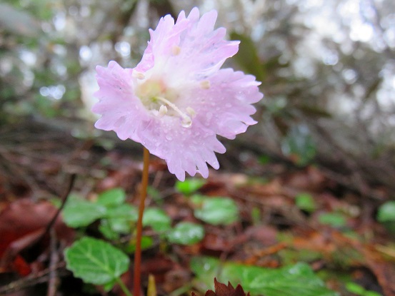 長沢背稜の縦走路の可愛いらしいお花