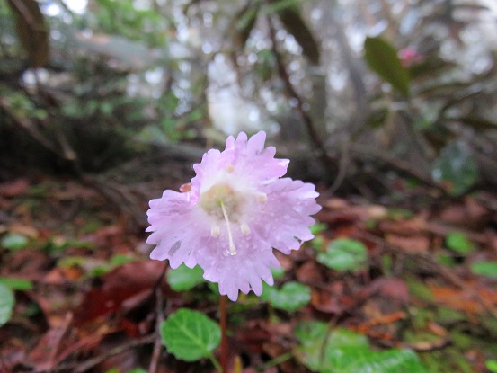 長沢背稜の縦走路のピンクの花