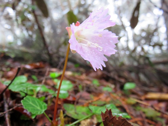小さくて綺麗な花