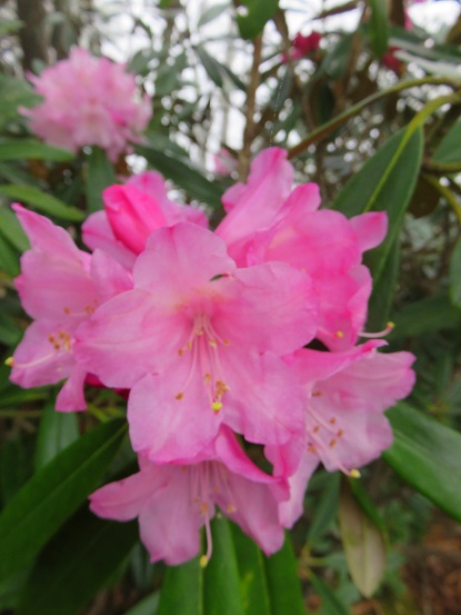 長沢背稜の石楠花のお花が一面に咲いている