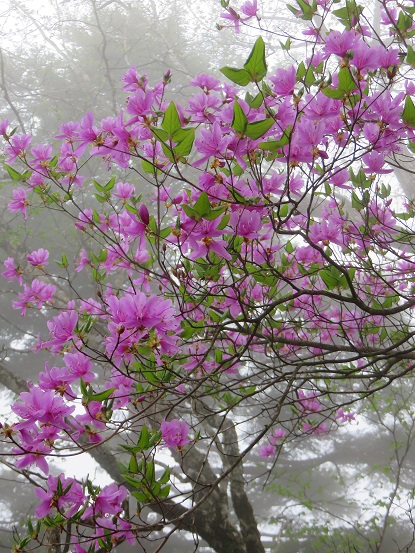 長沢背稜のツツジの花