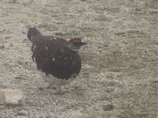 f:id:aohige0718:20170528155608j:plain f:id:aohige0718:20170528155608j:plain