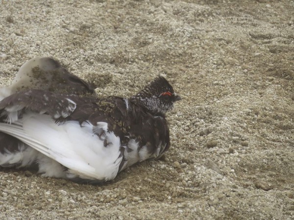 f:id:aohige0718:20170528155648j:plain f:id:aohige0718:20170528155648j:plain