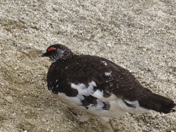 f:id:aohige0718:20170528155702j:plain f:id:aohige0718:20170528155702j:plain