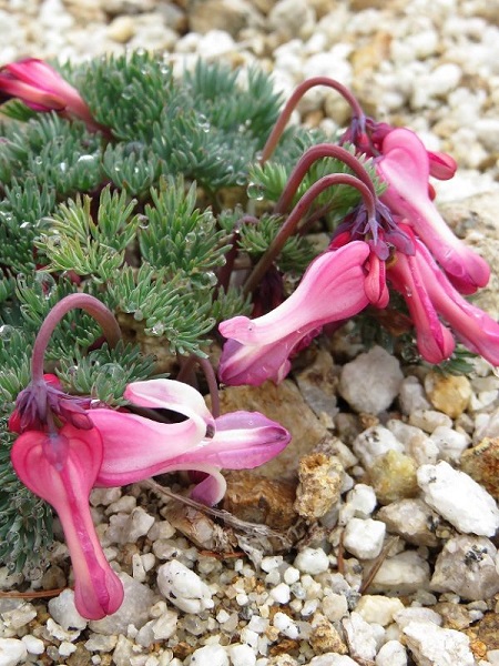 f:id:aohige0718:20170528155745j:plain f:id:aohige0718:20170528155745j:plain