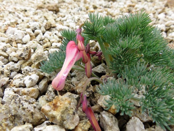 f:id:aohige0718:20170528160351j:plain f:id:aohige0718:20170528160351j:plain