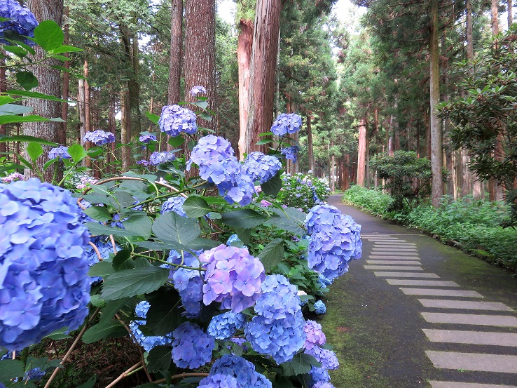 大雄山最乗寺の仁王門アジサイ