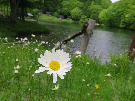 ヴィレッジ白州お花