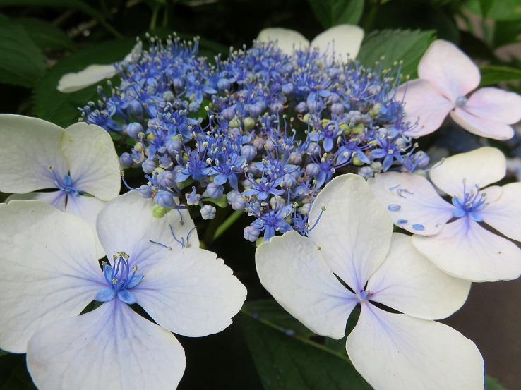 薄い青色紫陽花