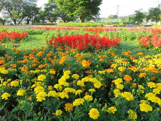 大倉バス停周辺お花